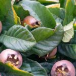 Porque é que a minha nespereira não dá frutos?