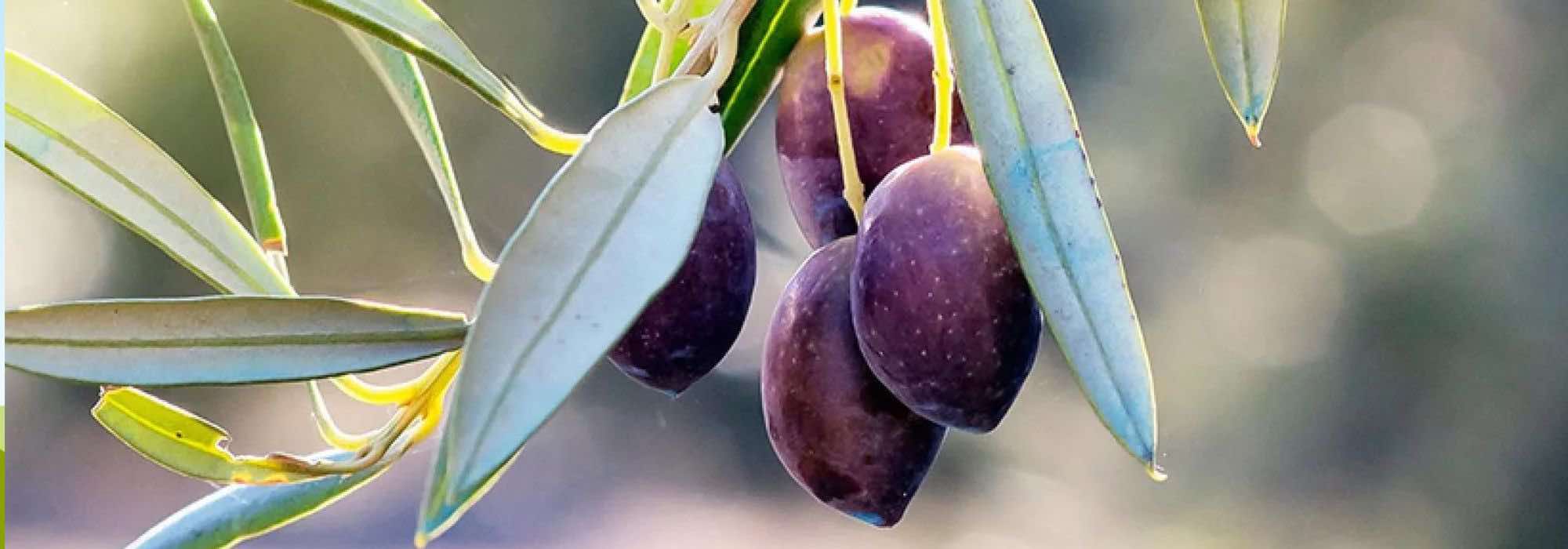 Como escolher uma oliveira? Siga o nosso guia de compra