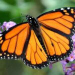 As borboletas promovem a biodiversidade no jardim!