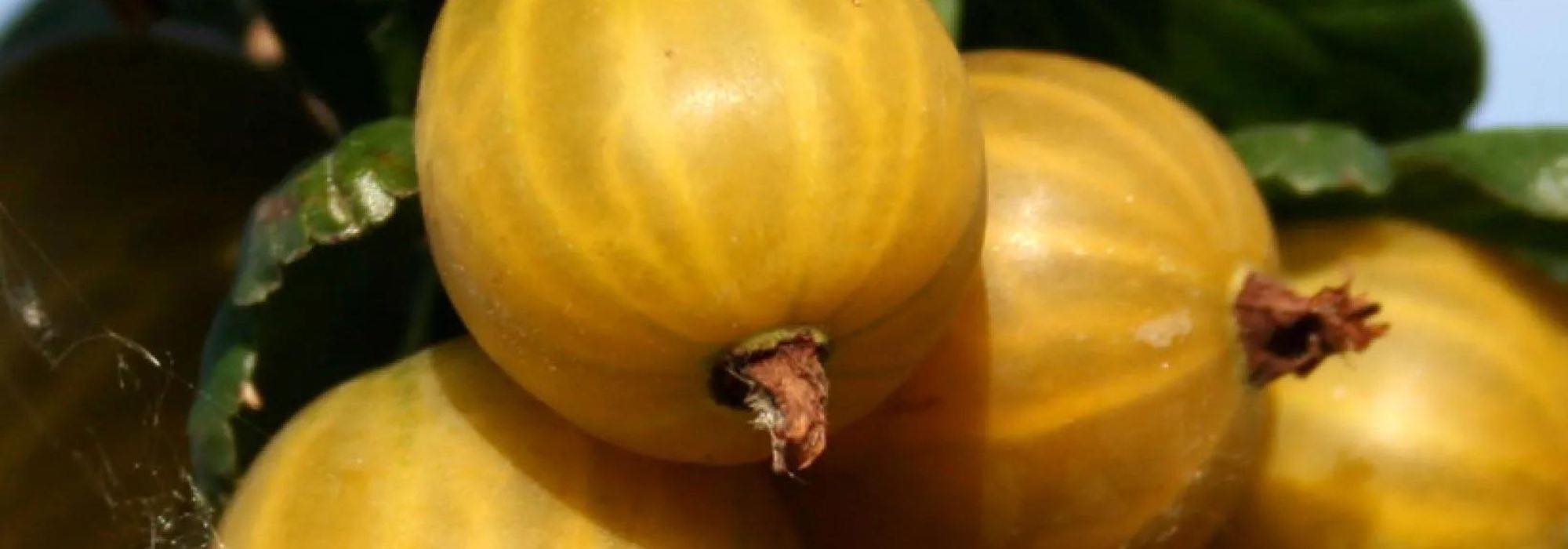 Descubra 7 pequenos frutos originais com sabores inéditos