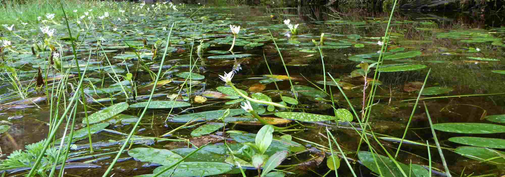 Plantas aquáticas de folhagem persistente: embelezam os lagos de jardim em todas as estações