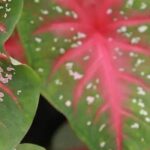 7 plantas tão excêntricas quanto decorativas