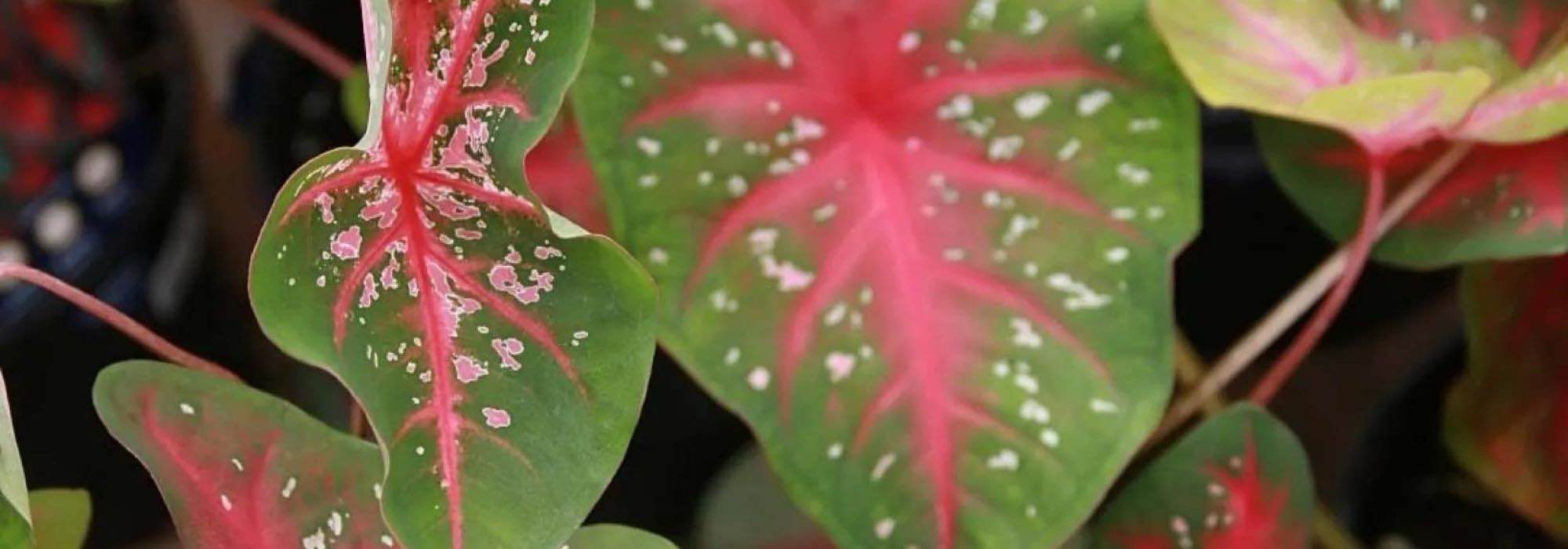 7 plantas tão excêntricas quanto decorativas