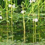 Lagoa ou tanque: descubra o poder secreto das plantas oxigenantes