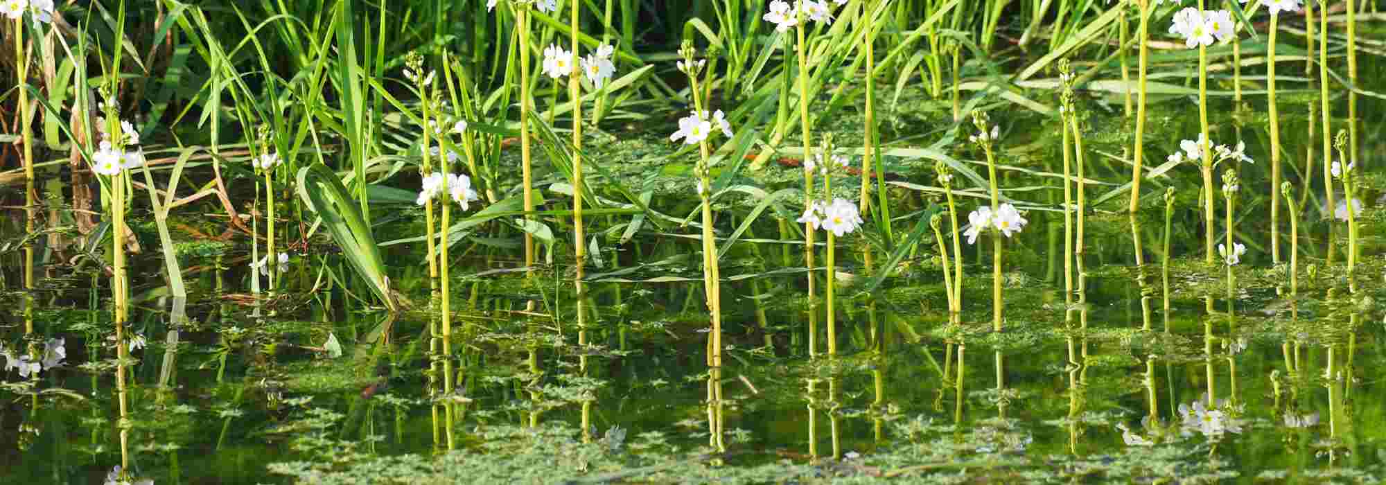 Lagoa ou tanque: descubra o poder secreto das plantas oxigenantes