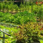 As diferenças entre horta biológica e horta em permacultura