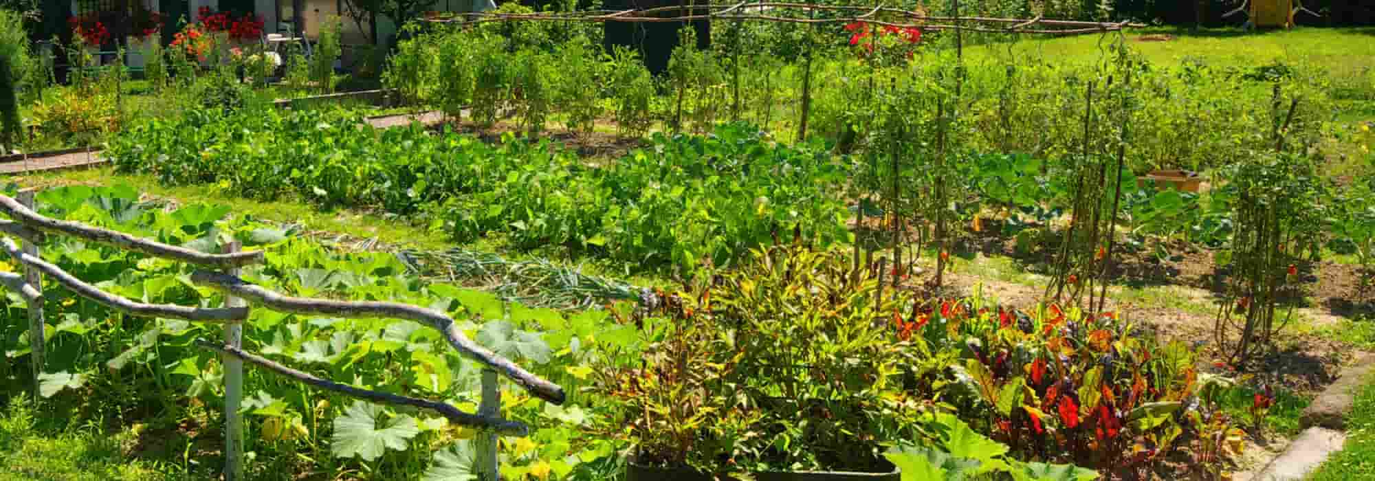 As diferenças entre horta biológica e horta em permacultura