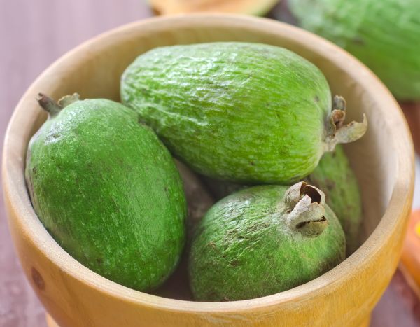 Como colher e conservar os frutos da Feijoa?