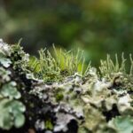 Musgos, fetos… os segredos da reprodução das plantas sem flores
