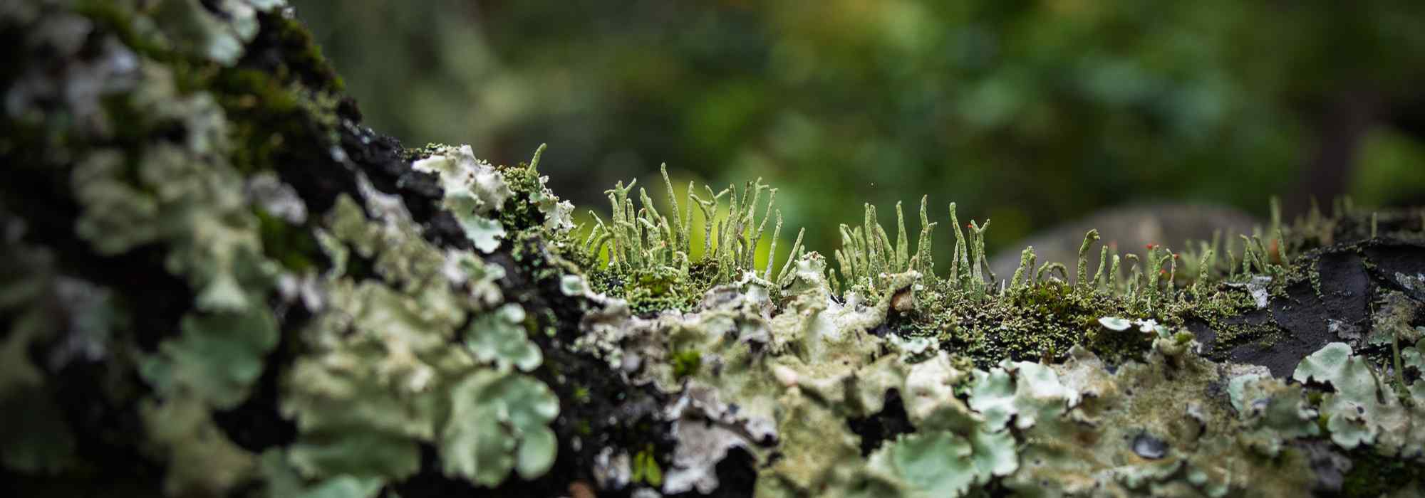 Musgos, fetos… os segredos da reprodução das plantas sem flores