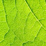 A respiração das plantas: um processo complexo e fascinante