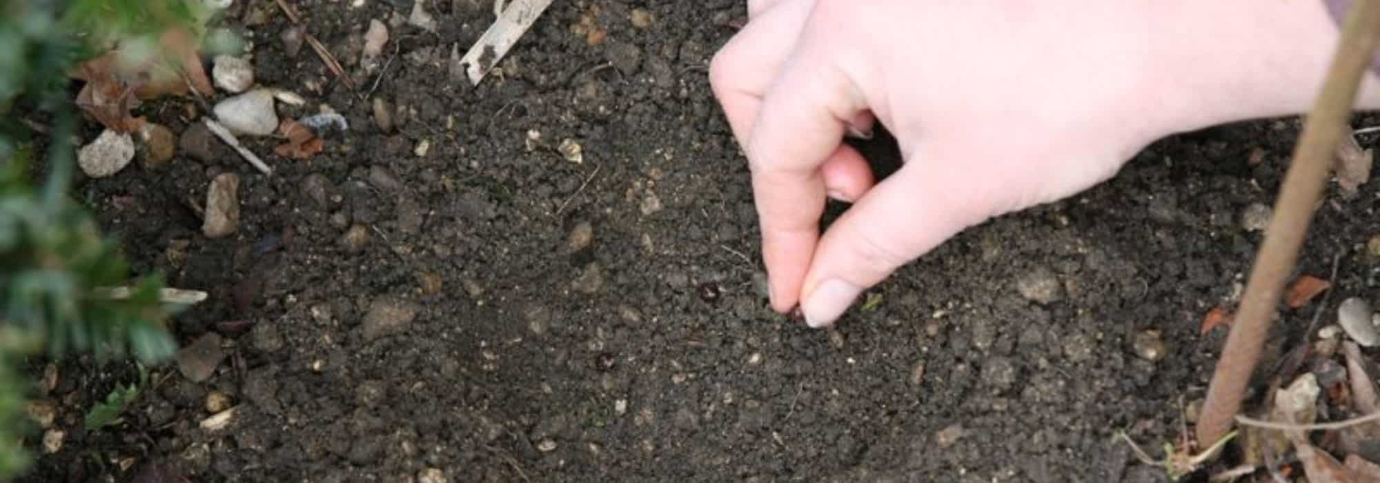 Fazer as suas próprias sementeiras de legumes e flores: uma boa solução para poupar!