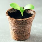 Vasos biodegradáveis: como utilizá-los corretamente para a sementeira?