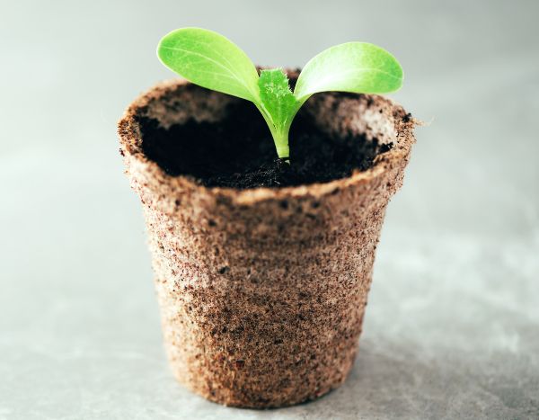 Vasos biodegradáveis: como utilizá-los corretamente para a sementeira?