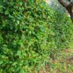 Como podar os viburnos ou Viburnum?