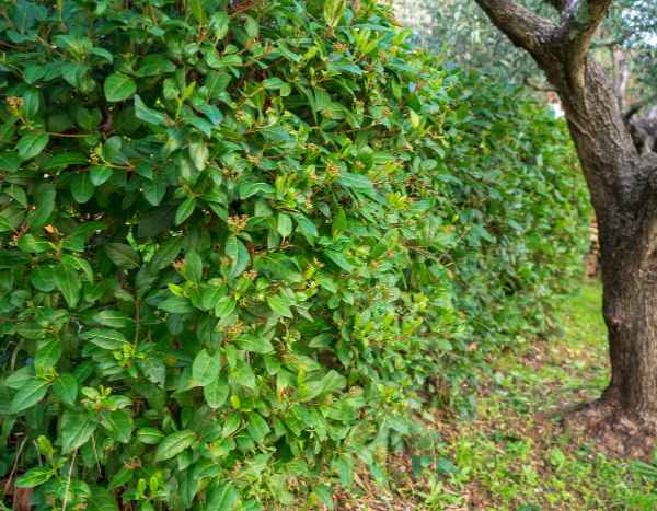 Como podar os viburnos ou Viburnum?
