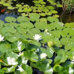 Plantas para lagos de jardim: descubra o seu papel essencial na qualidade da água