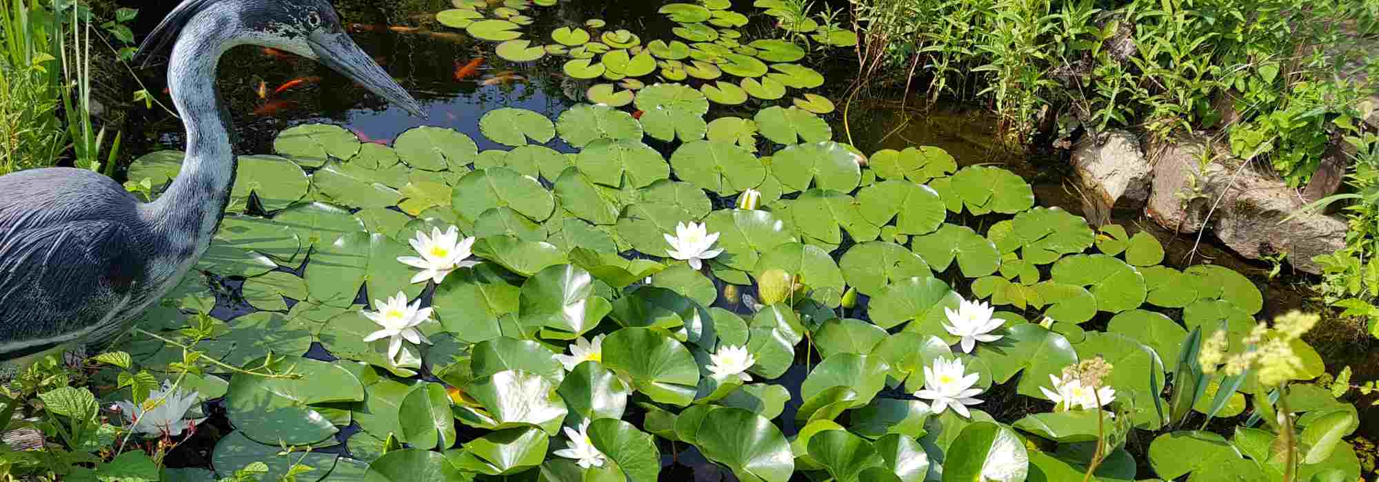 Plantas para lagos de jardim: descubra o seu papel essencial na qualidade da água