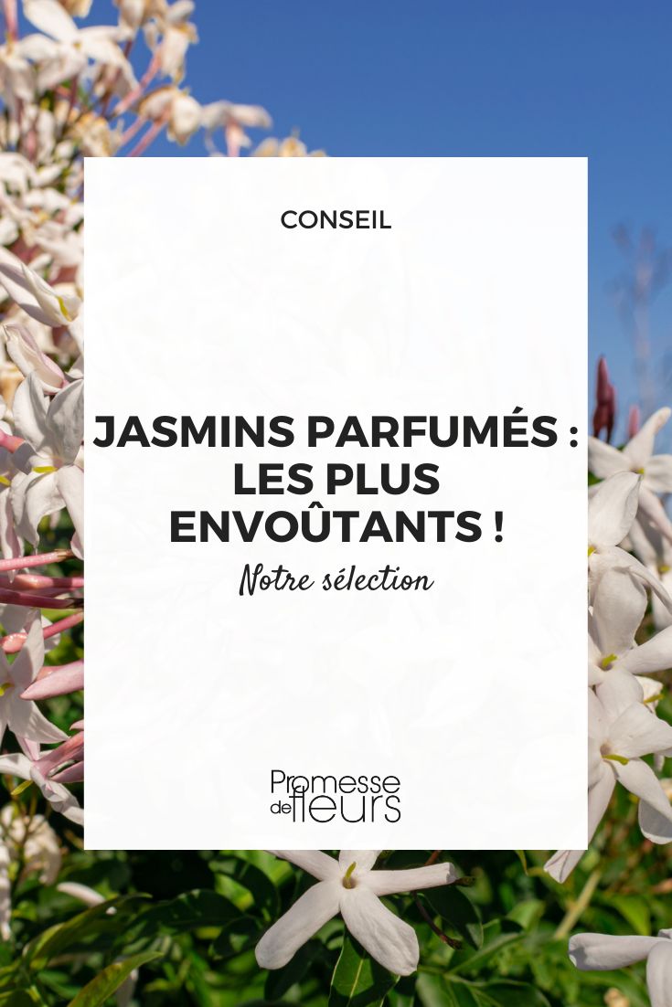 Seleção de jasmins perfumados