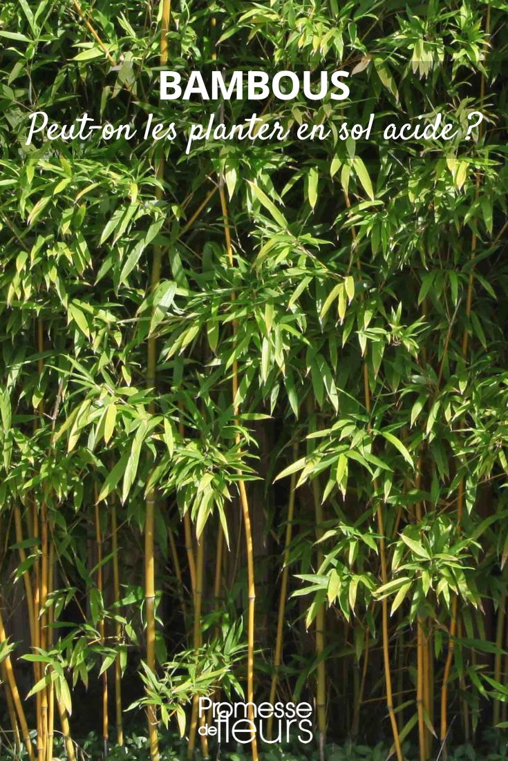 É possível plantar bambus de sebe em solo ácido?