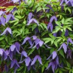 7 clematites de floração primaveril