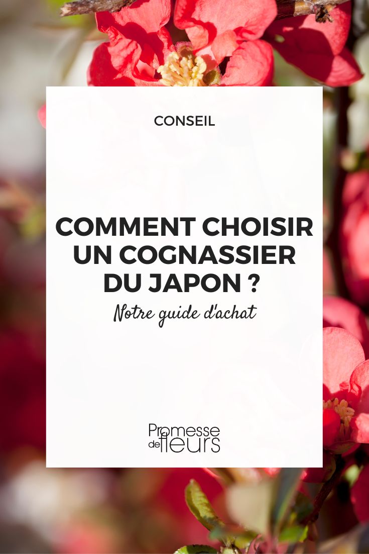 guia de compra do marmeleiro-do-Japão