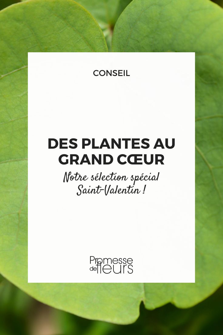 Plantas com folhas ou flores em forma de coração