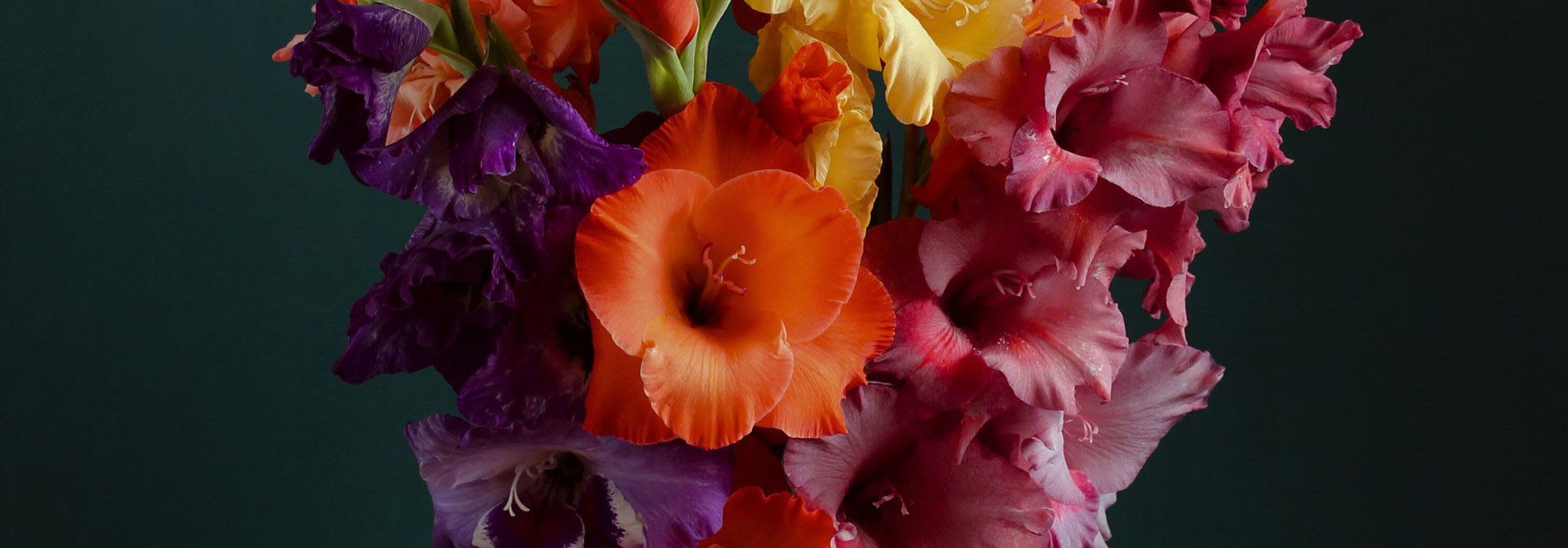 Os melhores gladíolos para ramos de flores