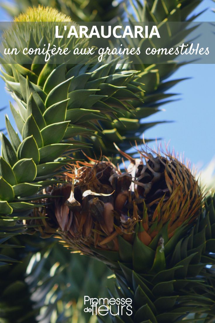 Araucaria - araucária-do-Chile