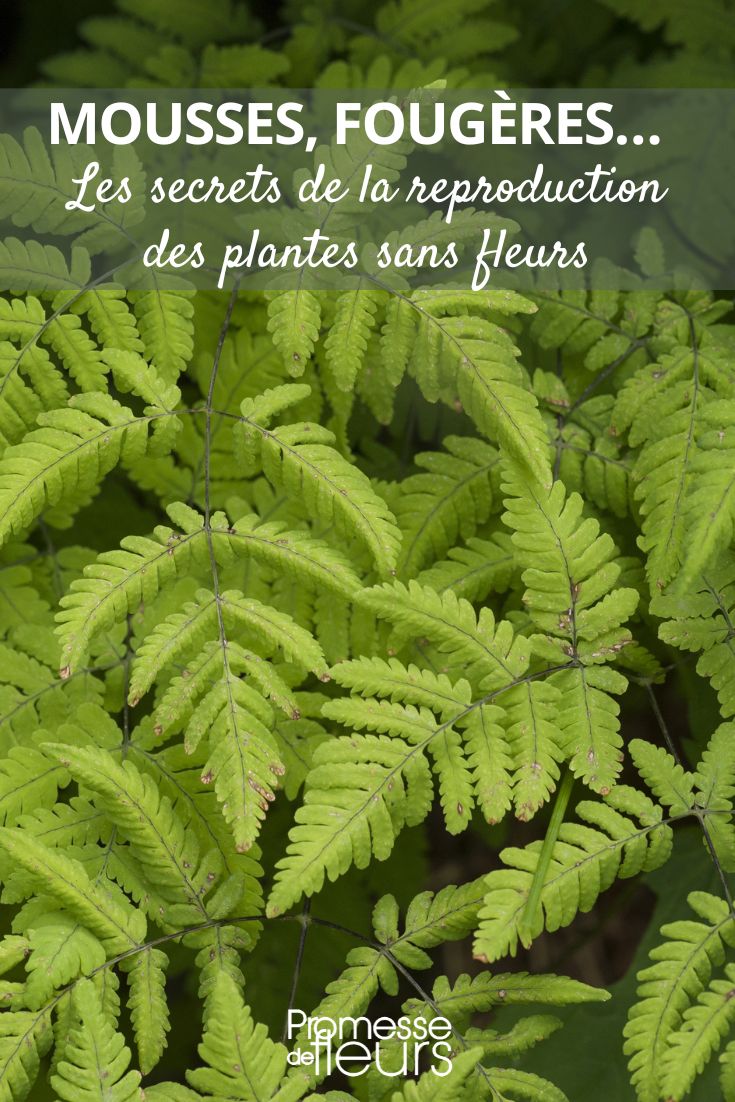 Gymnocarpium Dryopteris / Gymnocarpium feto-macho