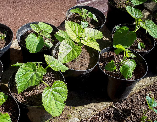 Como multiplicar o Paulownia?