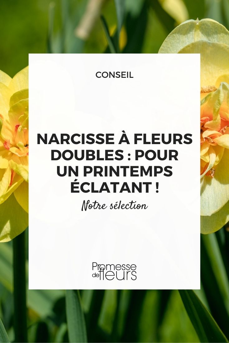 narcisos de flores dobradas