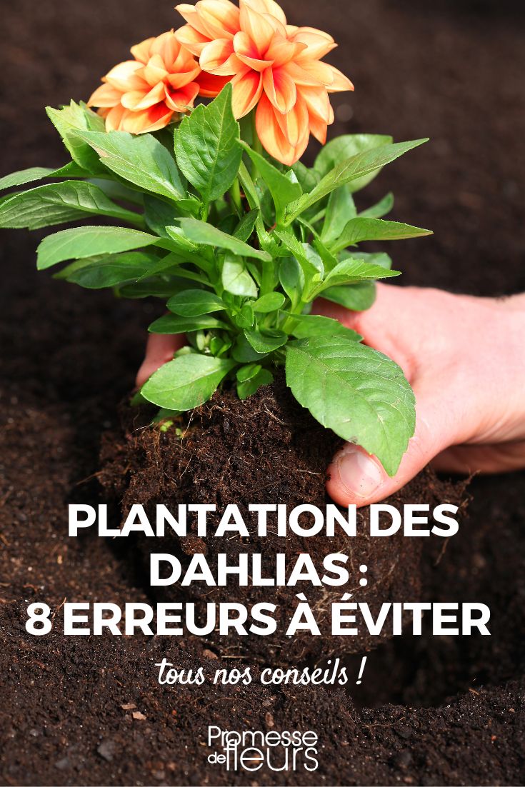 Como plantar dálias