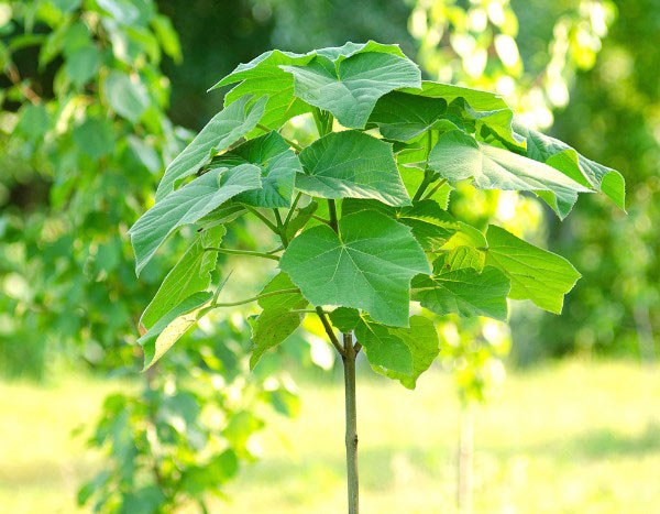 Como plantar uma Paulownia?