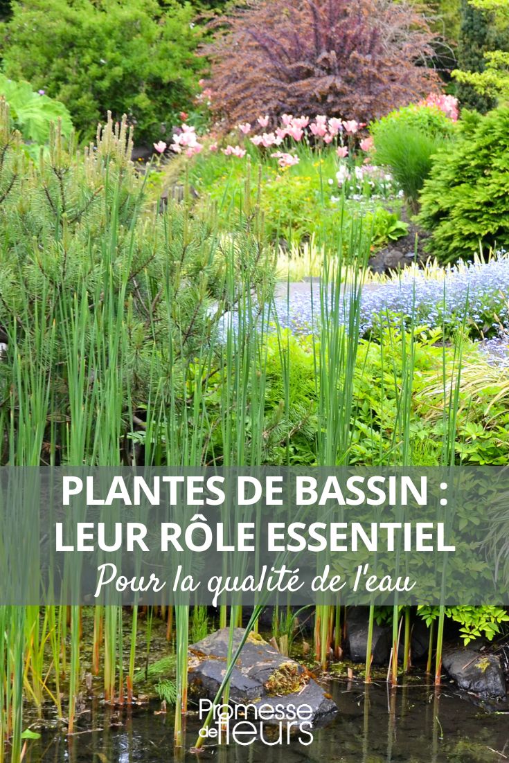 Plantas aquáticas para lagos e charcas