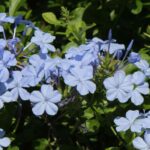 Jasmim-azul - Dentilária: cultivo e manutenção