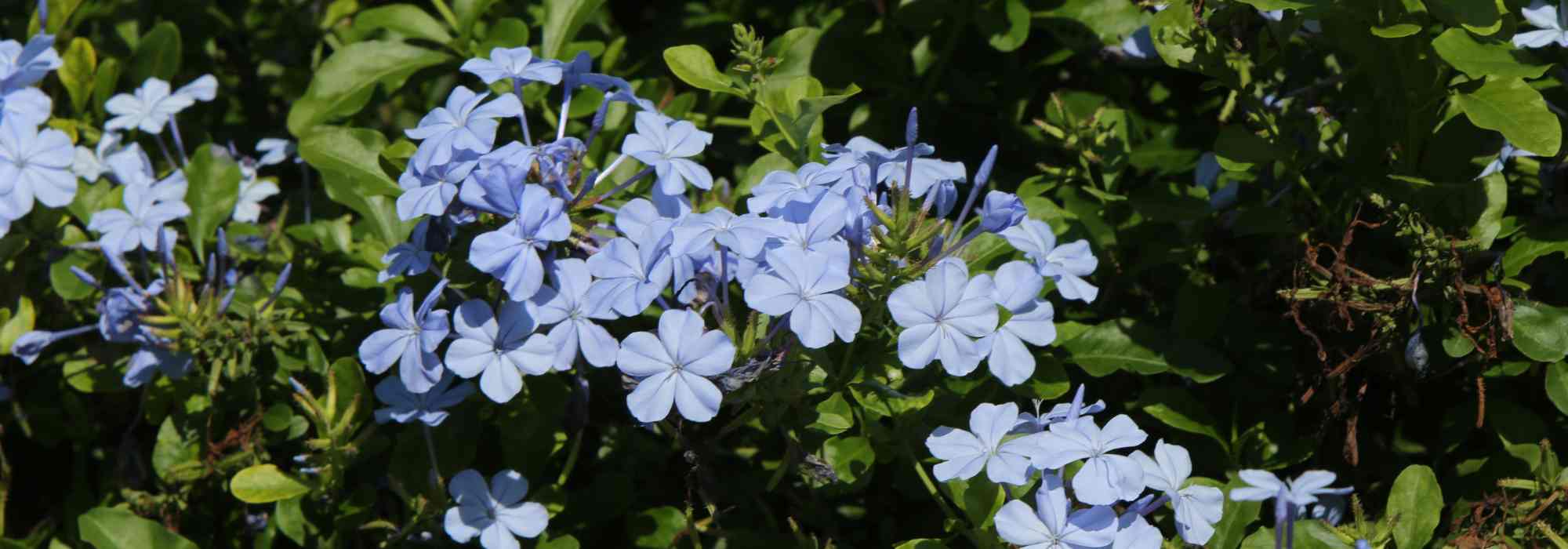 Jasmim-azul - Dentilária: cultivo e manutenção