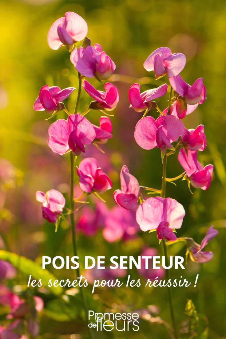 cultivar ervilhas-de-cheiro, obter bons resultados com a sementeira de ervilhas-de-cheiro