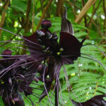 Tacca: plantação, cultivo, manutenção