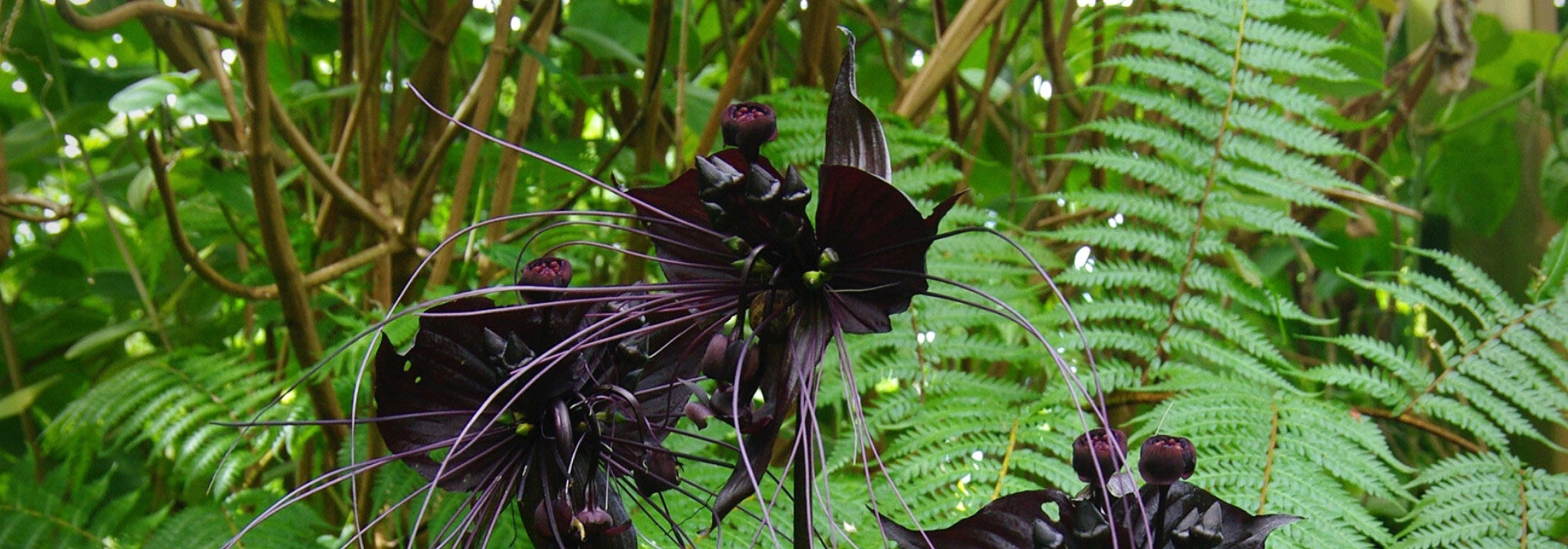 Tacca: plantação, cultivo, manutenção