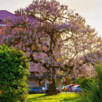 Como podar o Paulownia?