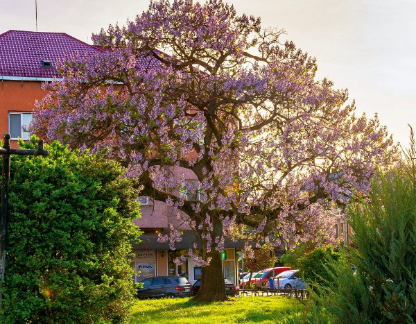 Como podar o Paulownia?