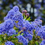 Tendência: valorize o seu jardim com o azul-índigo!
