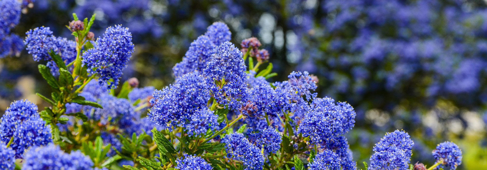 Tendência: valorize o seu jardim com o azul-índigo!