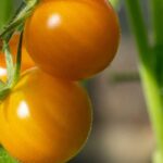 Tomates F1: 9 variedades de topo para colheitas saborosas