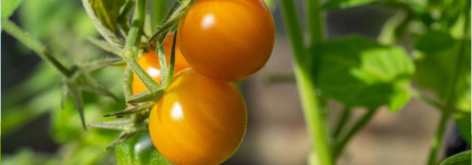 Tomates F1: 9 variedades de topo para colheitas saborosas