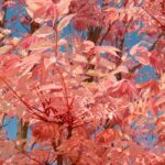 Toona sinensis ou cedro-da-china: plantar e cultivar
