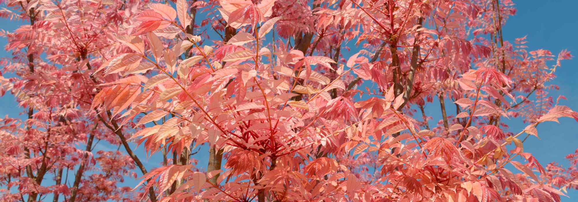 Toona sinensis ou cedro-da-china: plantar e cultivar