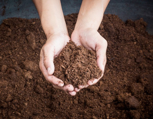 Jardinar sem turfa: porquê e como preservar este recurso?