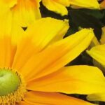 7 plantas anuais com flores amarelas para alegrar o seu jardim
